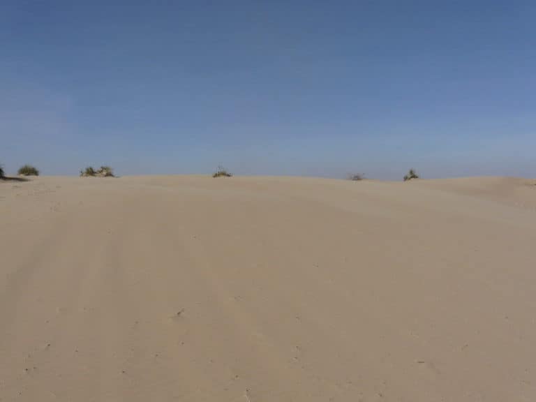 Mescalero Sands North Dune OHVA (Roswell, New Mexico) Wild ATV