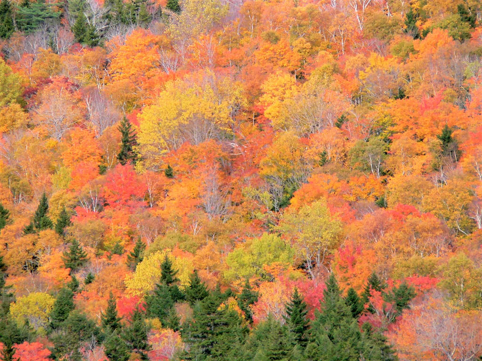 6 Best Maine ATV Trails Wild ATV